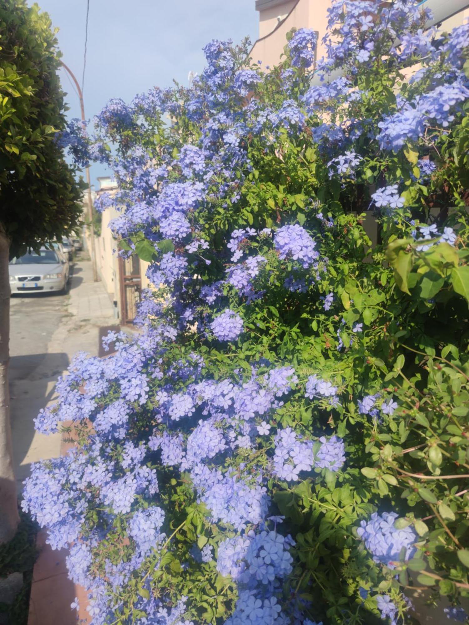 My Little House - Appartamento Con Patio E Parcheggio Privato A 5 Minuti Dalla Spiaggia E Dal Centro Tropea Eksteriør bilde