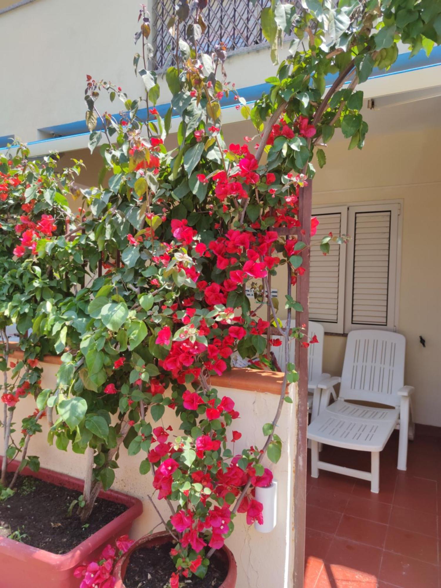 My Little House - Appartamento Con Patio E Parcheggio Privato A 5 Minuti Dalla Spiaggia E Dal Centro Tropea Eksteriør bilde